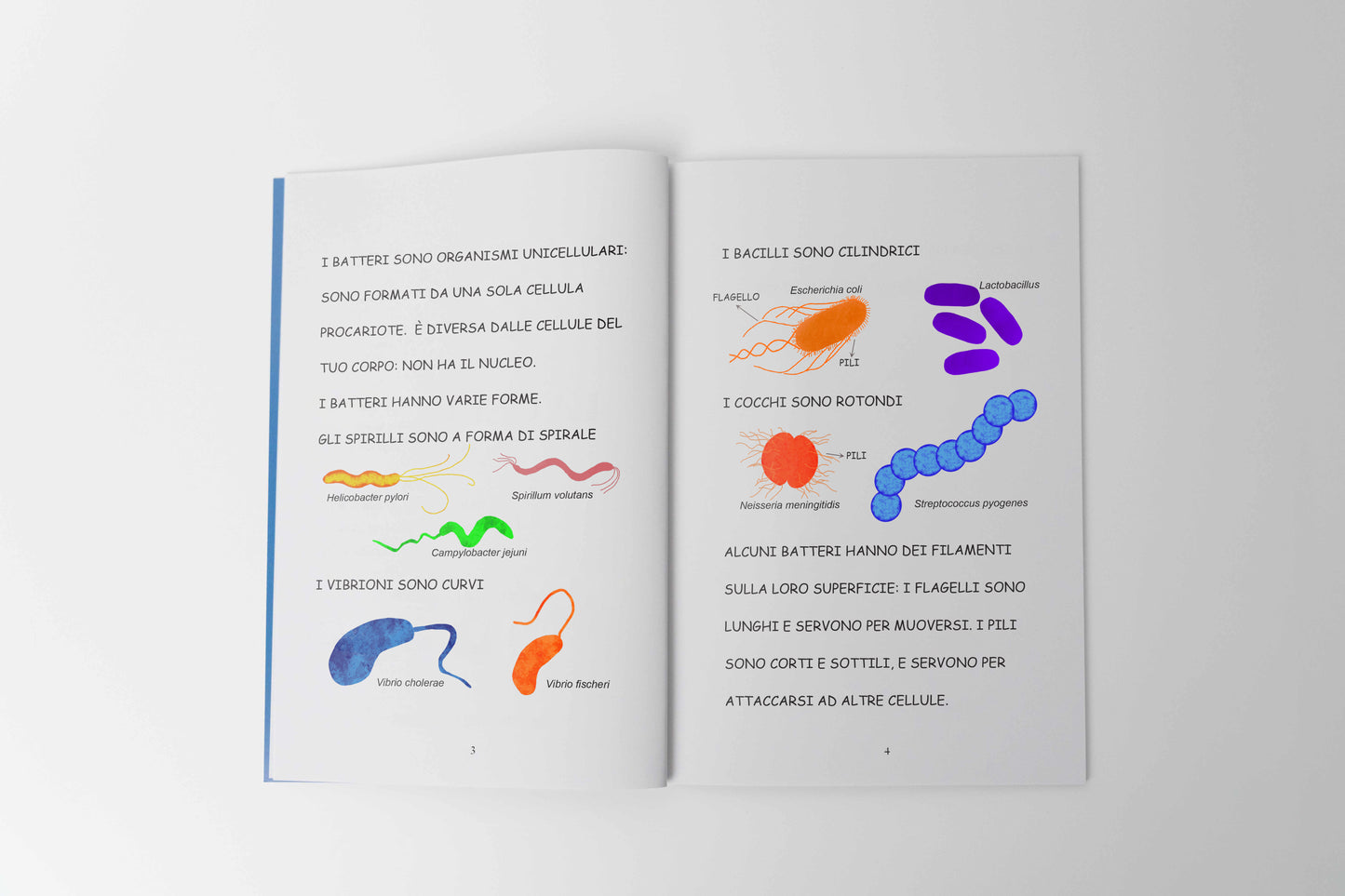 THE MICROORGANISMS