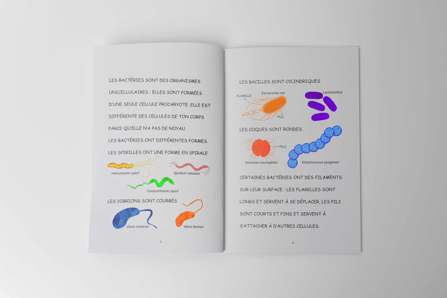 THE MICROORGANISMS